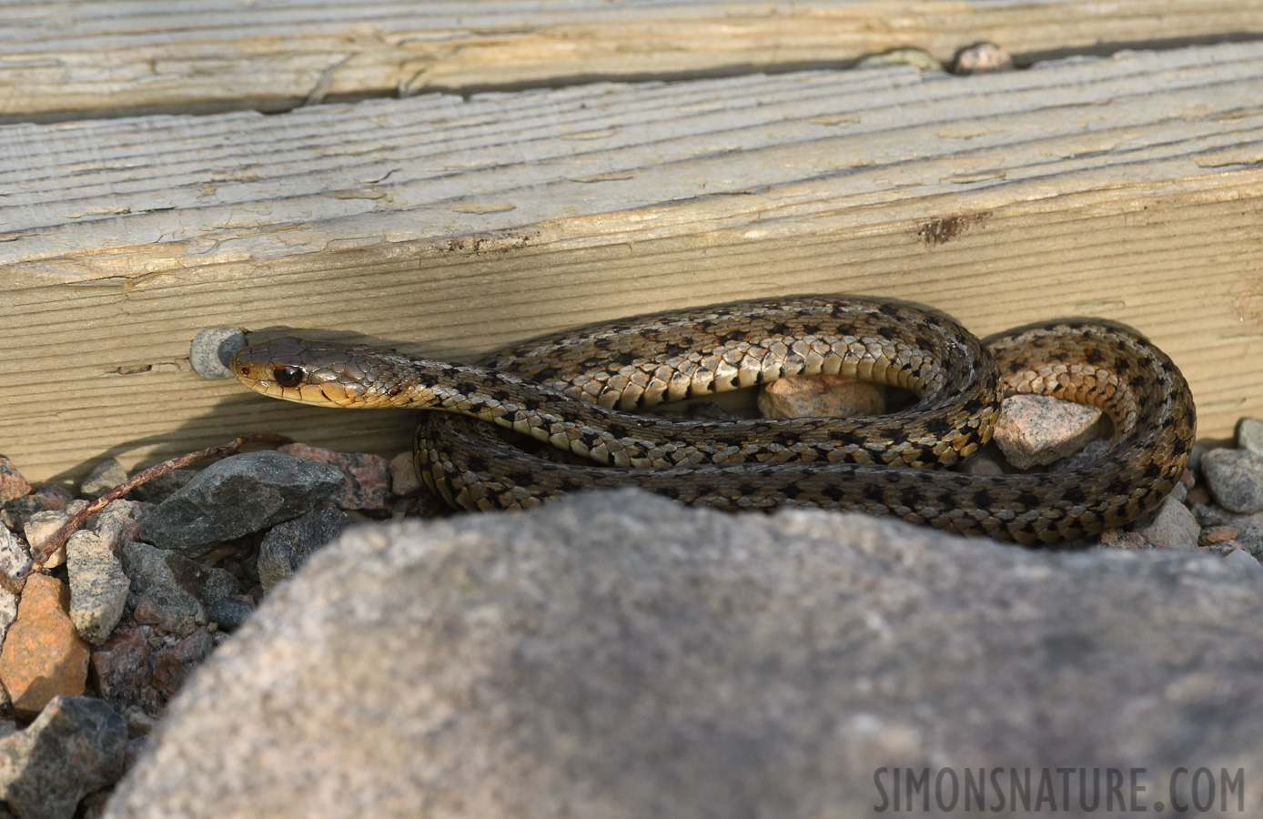 Thamnophis sirtalis pallidula [400 mm, 1/800 Sek. bei f / 8.0, ISO 1000]